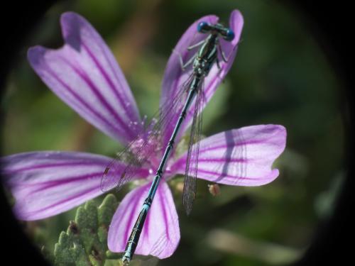 Platycnemis pennipes